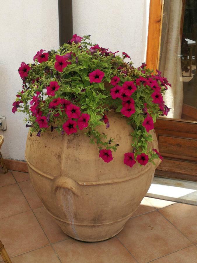 Il Sogno Di Vincenzo E Maria Bed & Breakfast ปาลีนูโร ภายนอก รูปภาพ